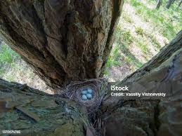 Attēlu rezultāti vaicājumam “Turdus viscivorus nest”