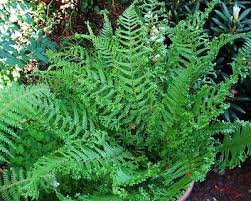 Attēlu rezultāti vaicājumam “Dryopteris cristata”