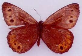 Attēlu rezultāti vaicājumam “Oeneis jutta underside”