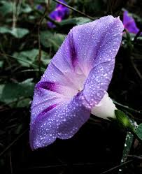 Image result for Ipomoea Lavender