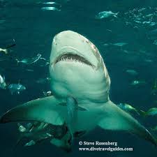 Image result for Negaprion brevirostris