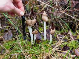 Attēlu rezultāti vaicājumam “Helvella elastica”