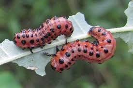 Attēlu rezultāti vaicājumam “Argidae larva”