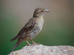 Image result for Petronia petronia