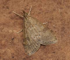 Attēlu rezultāti vaicājumam “Udea prunalis”