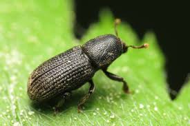 Attēlu rezultāti vaicājumam “Hylastes sp.”