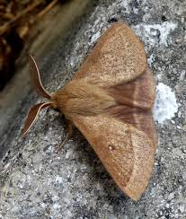 Attēlu rezultāti vaicājumam “Lasiocampa trifolii male”