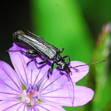 Attēlu rezultāti vaicājumam “Oedemera sp.”