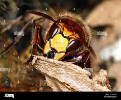 Attēlu rezultāti vaicājumam “Vespa crabro”