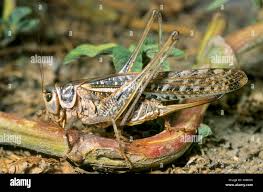 Attēlu rezultāti vaicājumam “Decticus verrucivorus”