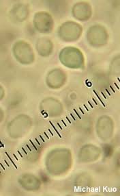 Attēlu rezultāti vaicājumam “Tricholomopsis rutilans”