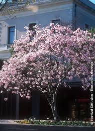 Attēlu rezultāti vaicājumam “Magnolia x loebneri”