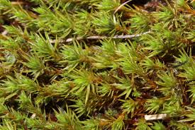 Attēlu rezultāti vaicājumam “Polytrichum strictum”