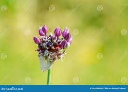 Attēlu rezultāti vaicājumam “Allium scorodoprasum fruit”