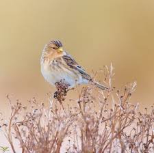 Image result for twite photo