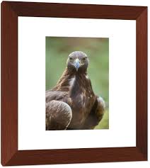 Attēlu rezultāti vaicājumam “Aquila chrysaetos adult”