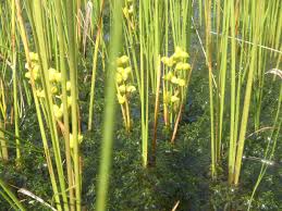Attēlu rezultāti vaicājumam “Scheuchzeriaceae”