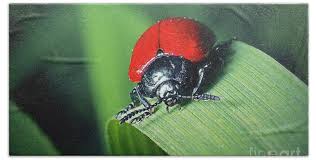 Attēlu rezultāti vaicājumam “Chrysomela populi”