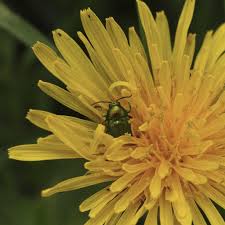 Attēlu rezultāti vaicājumam “Cryptocephalus aureolus, Cryptocephalus sericeus”