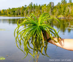 Attēlu rezultāti vaicājumam “Stratiotes aloides”