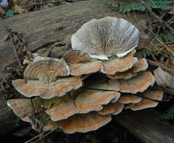 Attēlu rezultāti vaicājumam “Lenzites betulina”