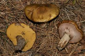 Attēlu rezultāti vaicājumam “Suillus luteus”