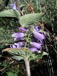 Attēlu rezultāti vaicājumam “Campanula bononiensis”