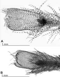 Attēlu rezultāti vaicājumam “Blepharostoma trichophyllum sporophyte”