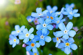 Attēlu rezultāti vaicājumam “Myosotis sylvatica flower”