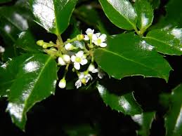 Attēlu rezultāti vaicājumam “Ilex x meserveae”
