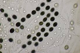 Attēlu rezultāti vaicājumam “Biscogniauxia marginata”