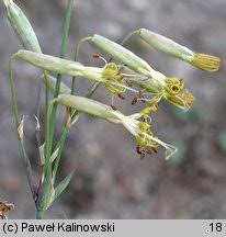 Attēlu rezultāti vaicājumam “Silene chlorantha”
