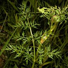 Attēlu rezultāti vaicājumam “Peucedanum palustre leaf”