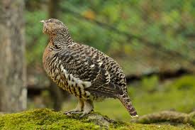 Attēlu rezultāti vaicājumam “Tetrao urogallus”