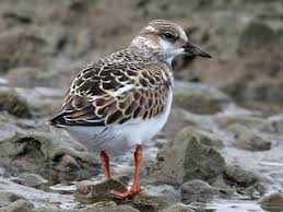 Attēlu rezultāti vaicājumam “Arenaria interpres”