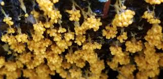 Attēlu rezultāti vaicājumam “Physarum virescens young”