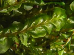 Attēlu rezultāti vaicājumam “Plagiochila asplenioides”