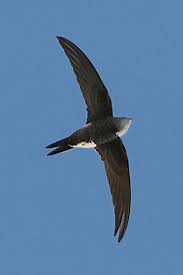 Image result for Apus pacificus