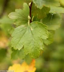 Attēlu rezultāti vaicājumam “Ribes alpinum”