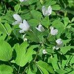 Attēlu rezultāti vaicājumam “Isopyrum thalictroides fruit”