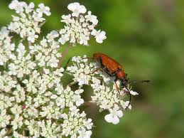 Attēlu rezultāti vaicājumam “Leptura rubra male”