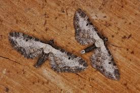 Attēlu rezultāti vaicājumam “Eupithecia subumbrata larva”