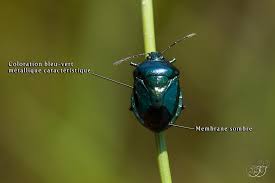 Attēlu rezultāti vaicājumam “Zicrona caerulea”