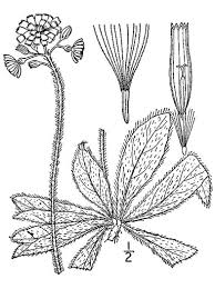 Attēlu rezultāti vaicājumam “Pilosella aurantiaca flower”