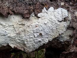 Attēlu rezultāti vaicājumam “Cystostereum murrayi”