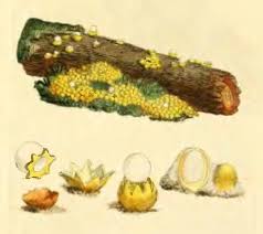 Attēlu rezultāti vaicājumam “Sphaerobolus stellatus”