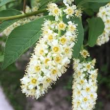 Attēlu rezultāti vaicājumam “Prunus serotina flower”