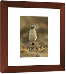 Attēlu rezultāti vaicājumam “Oenanthe oenanthe male”