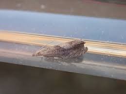 Attēlu rezultāti vaicājumam “Dichrorampha simpliciana”