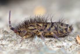 Attēlu rezultāti vaicājumam “Orchesella sp.”